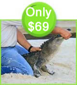 Everglades Tour Special and Gator handling Show Everglades Tour Special and Gator handling Show